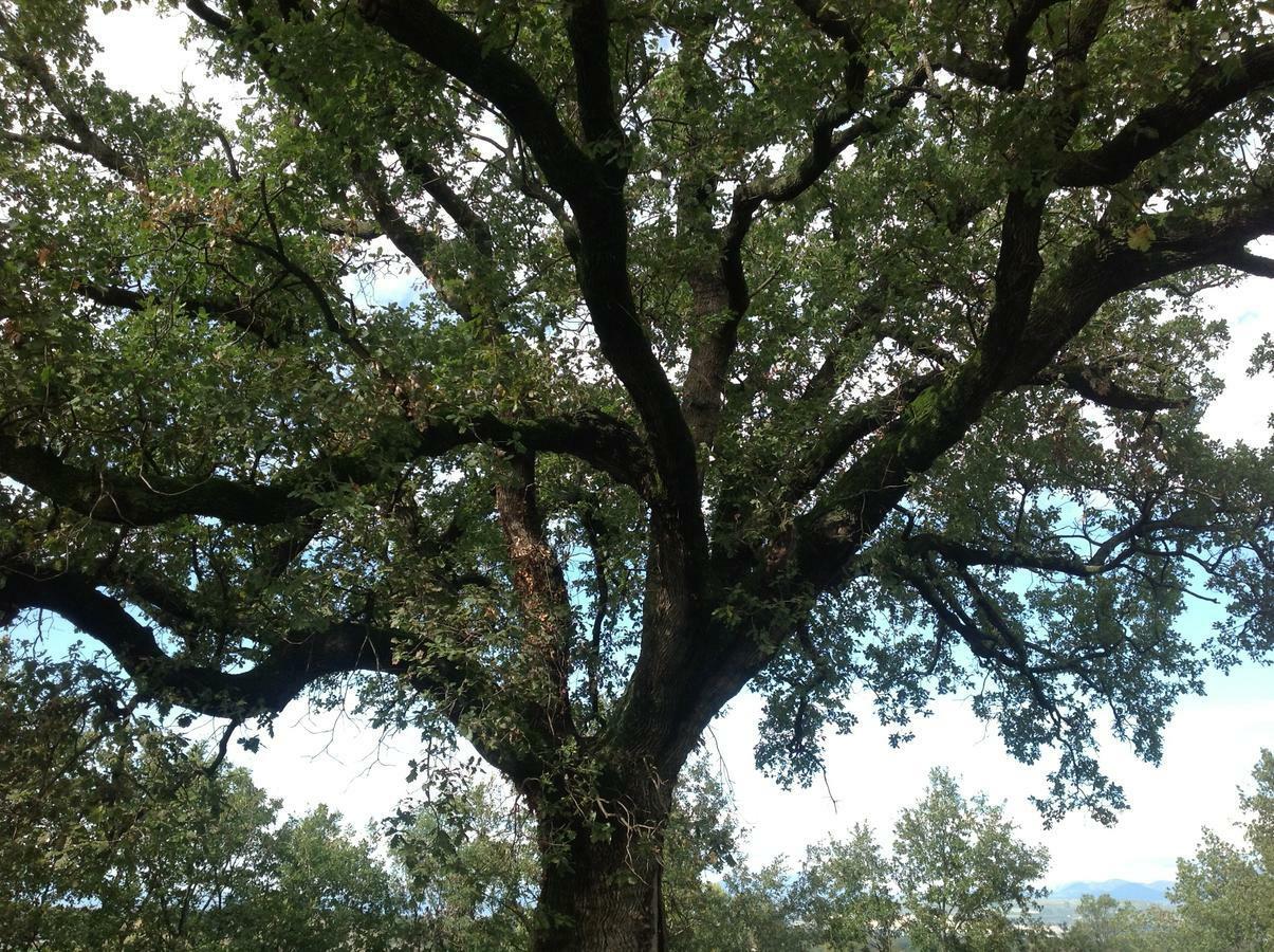 Bed and Breakfast La Quercia Altavilla Silentina Esterno foto